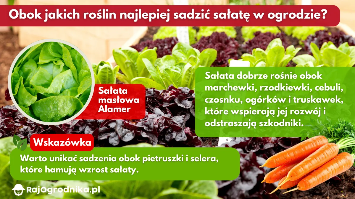 Obok-jakich-roślin-najlepiej-sadzić-sałatę-w-ogrodzie-blog-sklep-rajogrodnika
